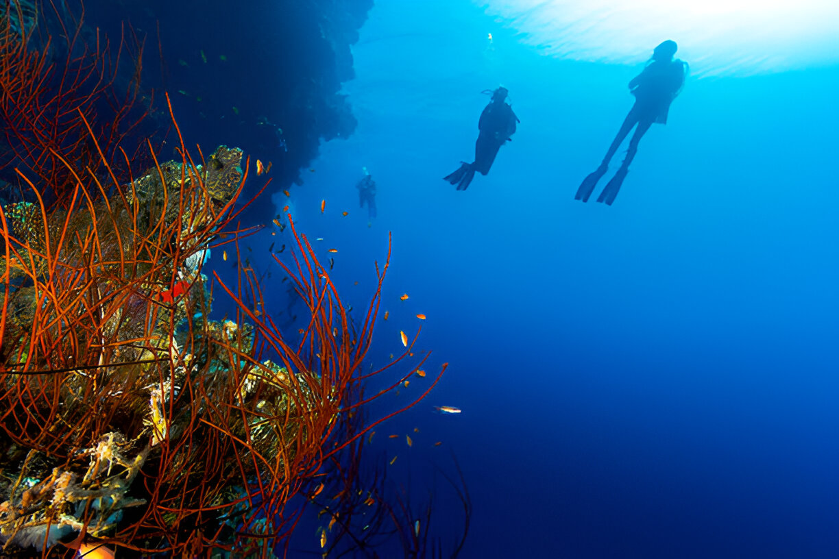 silhouette-of-scuba-divers-with-a-whip-coral-foreground-gm158435062-22454932